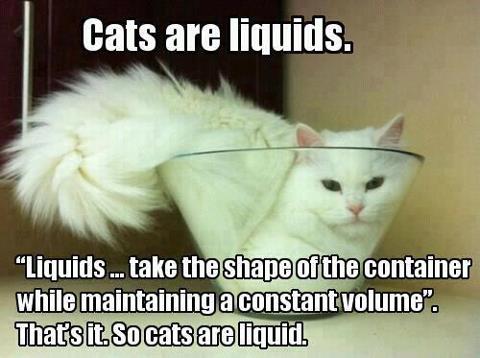liquid cats